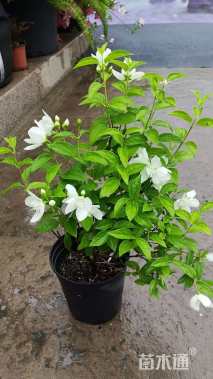 高度30厘米山梅花