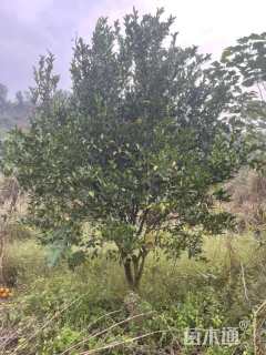 8公分橘树