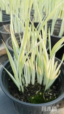 高度40厘米花叶菖蒲