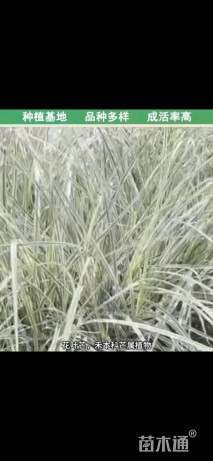 高度15厘米花叶芒