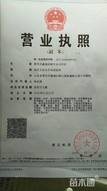 20公分造型松