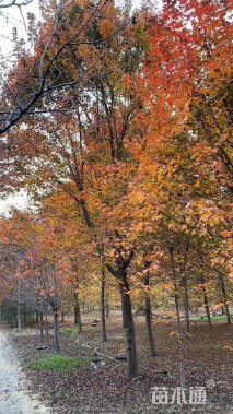 10公分美国红枫-红点