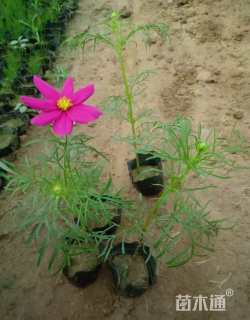 高度30厘米波斯菊