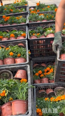 高度15厘米孔雀草