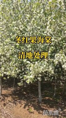高度350厘米冬红果海棠