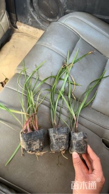 高度20厘米韭兰