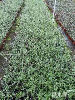 高度26厘米灌从石蚕