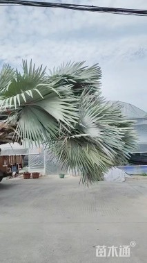 裸干高200厘米霸王棕