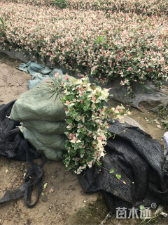 主蔓长20厘米花叶络石