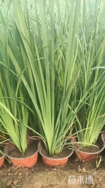 高度35厘米马兰头