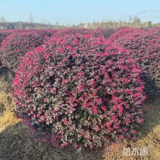 冠幅80厘米红花继木球