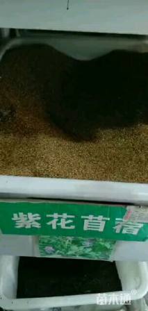 苜蓿种子