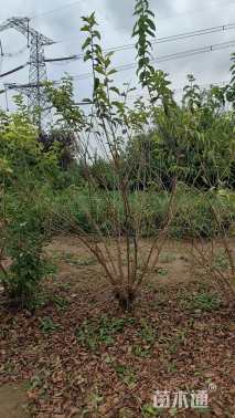 高度300厘米金银木