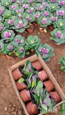 高度18厘米玫瑰