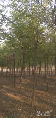 12公分刺槐
