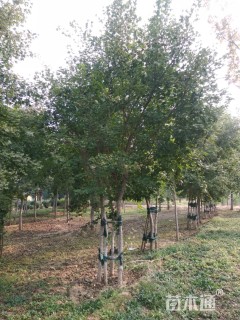 高度650厘米丛生元宝枫