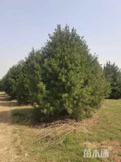 高度550厘米白皮松