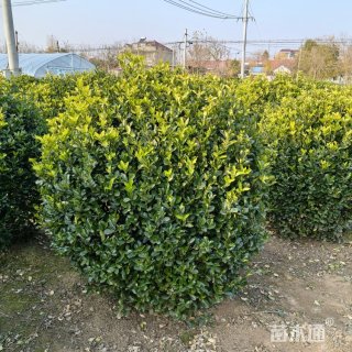 冠幅70厘米大叶黄杨球