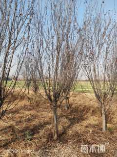 6公分紫叶李