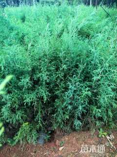 高度40厘米西藏柏木