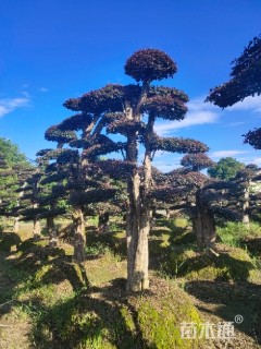 移栽苗造型红花继木桩