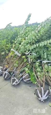 高度300厘米丛生紫荆