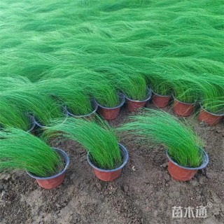 高度30厘米细茎针茅