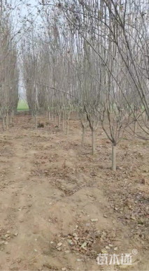 10公分西府海棠