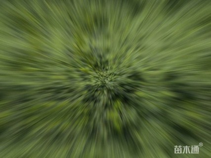 高度50厘米迎春花