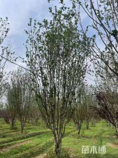 19公分西府海棠