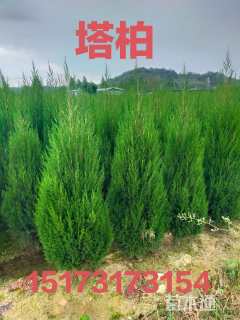 高度120厘米塔柏