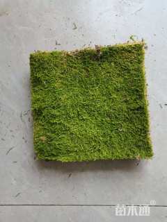 容器苗苔藓