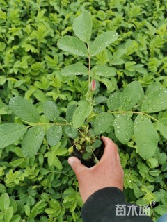 高度18厘米四季玫瑰