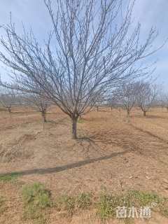 22公分日本晚樱