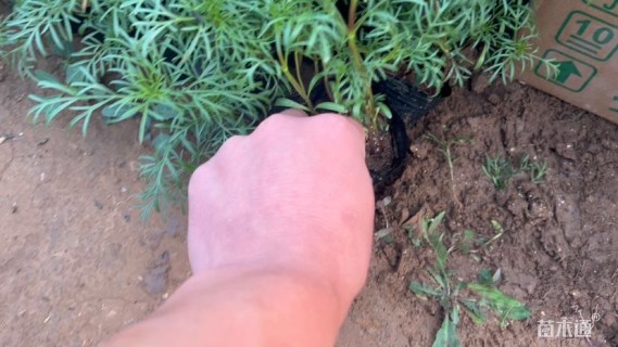 高度17厘米波斯菊