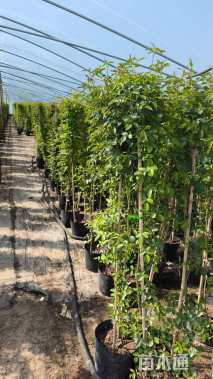 150厘米藤本月季