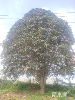 25公分桂花