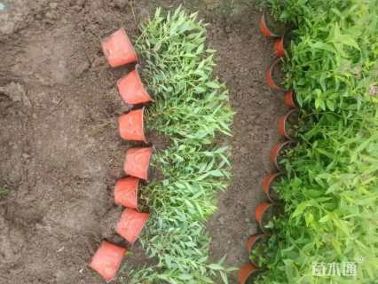 高度30厘米粉花绣线菊