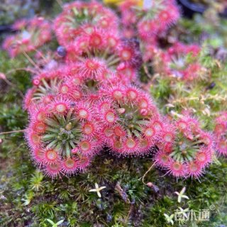 高度25厘米孔雀茅膏菜