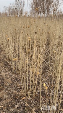 高度180厘米丛生木槿