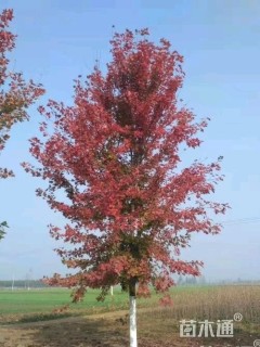10公分美国红枫-秋火焰