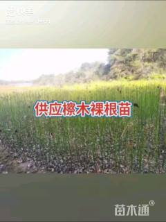 0.7公分檫木
