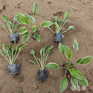 高度18厘米金边玉簪