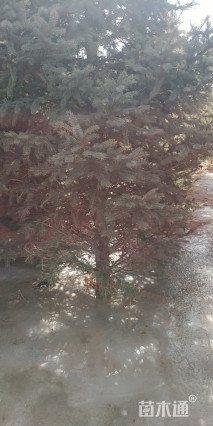 高度500厘米云杉