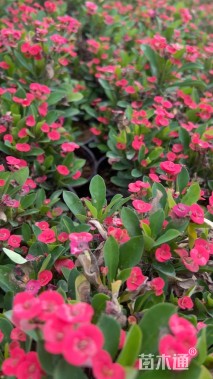 高度30厘米虎刺梅