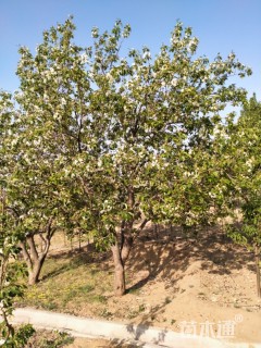 20公分八棱海棠