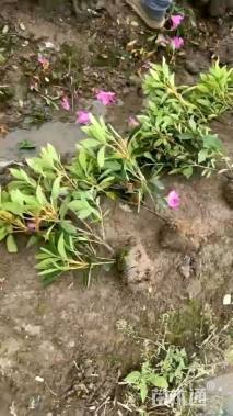 高度40厘米毛鹃