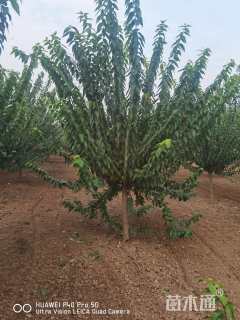 高度400厘米蜡梅