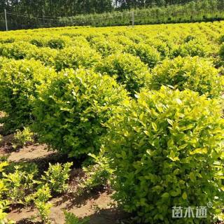 冠幅100厘米金森女贞球