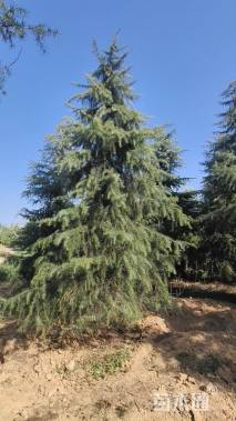 高度550厘米雪松